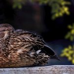A mallard duck resting on a wooden beam surrounded by nature.